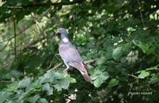 Pigeon ramier IMG_1512.jpg